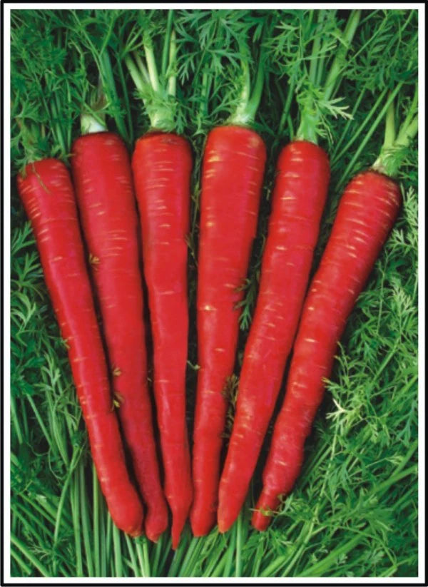 Naturally sweet root vegetables adding crunch and vibrant colour.