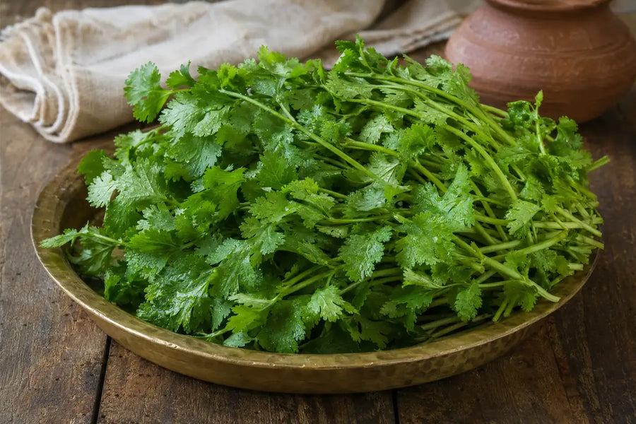 Fresh green coriander leaves with water droplets arranged in a traditional brass tray on a rustic wooden kitchen table.