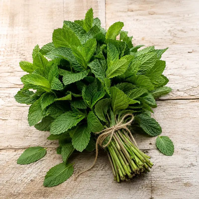 Fresh green mint sprigs tied in a bunch with loose mint leaves.