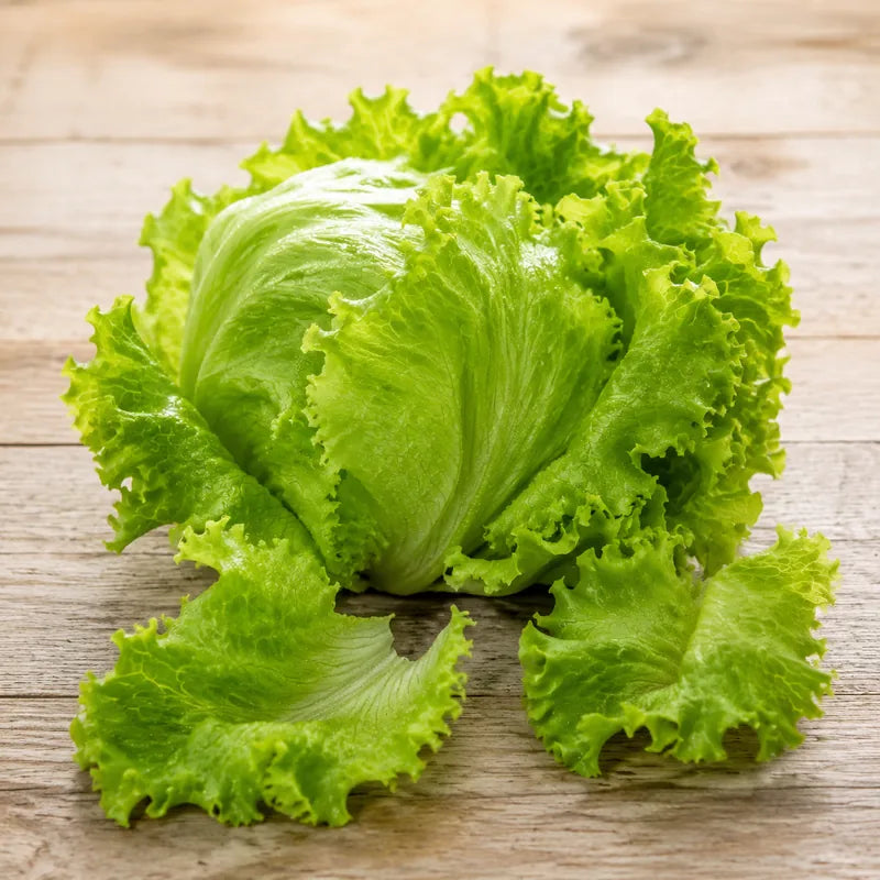 Fresh green leaf lettuce with crisp loose leaves and natural water droplets.